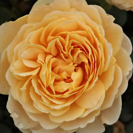 Comanda trandafiri online - Galben - trandafir englezesti - trandafir cu parfum intens - Rosa Ausgold - David Austin - Parfum dulce, galben închis, trandafir englezesc grandios